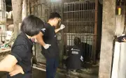 Giải cứu 3 cá thể gấu ngựa khỏi cơ sở nuôi nhốt tại Thái Nguyên và Hà Nội