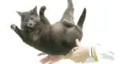 Giải mã bí ẩn mèo tiếp đất bằng chân: Cột sống chia hai vùng chức năng