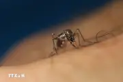 Giải mã nguyên nhân có người luôn bị muỗi đốt nhiều hơn người khác