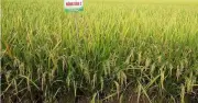 Giống lúa Nông Dân 2 được công nhận lưu hành tại ĐBSCL