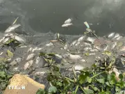 Hà Nội: Cá chết hàng loạt, nổi dày đặc trên mặt hồ Nghĩa Đô