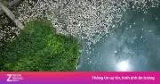 Hà Nội: Cá chết nổi trắng hồ Công viên Nghĩa Đô, nguyên nhân do thiếu oxy