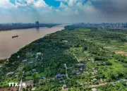 Hà Nội mở cơ chế khai thác đất bãi sông phục vụ nông nghiệp sinh thái