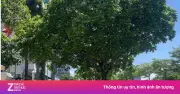 Hà Nội tăng mức xử phạt vi phạm giao thông đường bộ từ 1/7