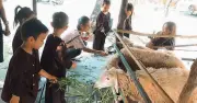 Hè này về Bình Quới khám phá nông trại xanh giữa lòng TP.HCM