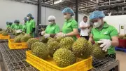 Hệ thống truy xuất nguồn gốc nông sản: 18.500 sản phẩm, 3 container sầu riêng xuất khẩu sang Trung Quốc