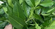 Hai loại lá dân dã là vị thuốc quý cho người tăng huyết áp