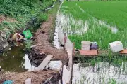 Hai người tử vong vì bẫy chuột điện tự chế tại Hải Phòng