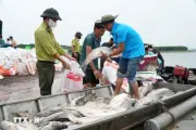 Hơn 200 tấn cá chết trên hồ Trị An: Nguyên nhân do môi trường biến đổi bất lợi