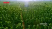 Hơn 3 triệu ha rừng chưa giao, cấp xã quản lý thiếu quyền và nguồn lực