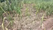 Hơn 300ha mía nguyên liệu tại Tân Kỳ khô héo vì nắng hạn kéo dài