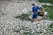 Hàng nghìn cá chết trắng hồ Nghĩa Đô, bốc mùi hôi thối nồng nặc