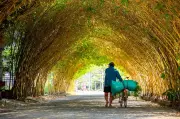 Hàng tre ngà Hưng Yên đẹp như cổ tích, gây sốt mạng xã hội