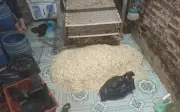Hưng Yên khởi tố vụ sản xuất giá đỗ dùng chất cấm