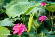 Hoa sen Hồ Tây bung nở, vẻ đẹp thanh khiết giữa lòng Hà Nội