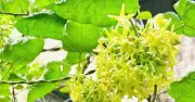 Hoa thiên lý có thực sự giúp ngủ ngon? Lưu ý cho 5 nhóm người