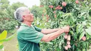 Hợp tác xã nông nghiệp Hưng Yên: Đổi mới sáng tạo, nâng cao giá trị sản xuất