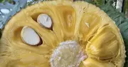 Hạt mít: Món ăn dân dã giàu dinh dưỡng, lợi ích sức khỏe bất ngờ