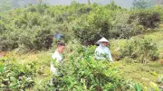 Đổi thay nơi thượng nguồn biên giới: Diện mạo mới vùng biên