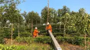 Điện lực Mường Khương chủ động phòng chống thiên tai mùa mưa bão
