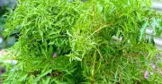 Đinh lăng: Loại cây quen thuộc chứa hoạt chất quý như nhân sâm