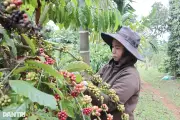 Đắk Lắk thí điểm 'luồng xanh' cắt giảm 80% thời gian thủ tục