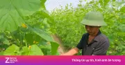 Kỹ sư giao thông bỏ lương 50 triệu về quê trồng dưa lưới công nghệ cao