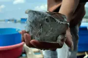 Khách Hà Nội tố bị 'chặt chém' cá bò hòm gần 3 triệu/kg, nhà hàng bị phát hiện vi phạm