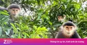 Khách Tây lên núi Khỉ Đà Nẵng tìm loài linh trưởng đẹp nhất thế giới