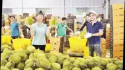Khơi thông tín dụng nông nghiệp: Gỡ rào cản tài sản, hướng tới dòng tiền chuỗi liên kết