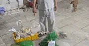 Khám xét nơi ở Phùng Hữu Thịnh, thu giữ nhiều tài liệu về động vật quý hiếm