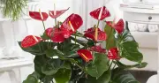 Không phải cây nào cũng hợp hướng Nam: 5 lựa chọn cần cân nhắc