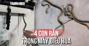 Kinh hoàng phát hiện 4 con rắn trong máy lạnh phòng ngủ