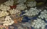 Kinh hoàng phát hiện hơn 100 quả trứng rắn trên giường ngủ sau 6 tháng vắng nhà