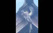 Kinh hoàng trăn khổng lồ nuốt chửng chim bồ câu trên mái nhà dân