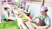 Kinh tế tập thể Tây Ninh: Liên kết sản xuất, nâng tầm nông sản