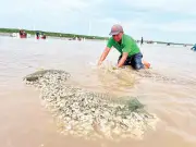 Kinh tế tập thể ven biển Vĩnh Long: Điểm tựa cho hàng nghìn hộ dân