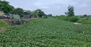 Kênh Tham Lương ô nhiễm nặng vì lục bình và rác thải