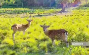 Kon Ka Kinh từ khu bảo tồn trở thành điểm du lịch sinh thái hấp dẫn
