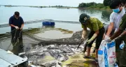 Kết quả xét nghiệm hơn 200 tấn cá chết: Hồ Trị An oxy giảm sâu, amoni vượt chuẩn