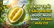 Lá chắn vi sinh hữu cơ giúp trang trại sầu riêng đạt 1.200 tấn