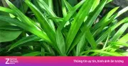 Lá dứa: Thảo dược thơm ngát tốt sức khỏe chẳng kém nhân sâm