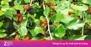 Lá dâu tằm: 'thần dược' mọc đầy vườn giúp thanh nhiệt, hạ đường huyết