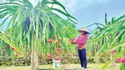Lễ hội Hoa trái bốn mùa năm 2026: Trải nghiệm và kết nối