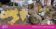 Lễ hội trái cây Đồng Tháp 'vỡ trận': Tiểu cảnh bị lấy mất trái cây