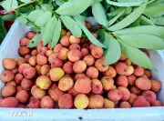 Livestream và thương mại điện tử đưa Vải thiều đạt doanh thu kỷ lục