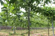 Lâm Đồng hướng mới: chuyển đổi cây trồng hiệu quả trên đất thanh long giá còi