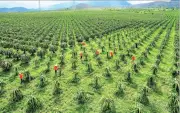 Lâm Đồng tái cơ cấu thanh long: Giảm phụ thuộc Trung Quốc, nâng chuỗi giá trị