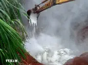 Lâm Đồng tiêu hủy hơn 3.700 con lợn nhiễm dịch tả châu Phi