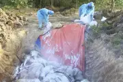 Lâm Đồng xử lý nghiêm người bán heo nhiễm dịch tả châu Phi ra thị trường